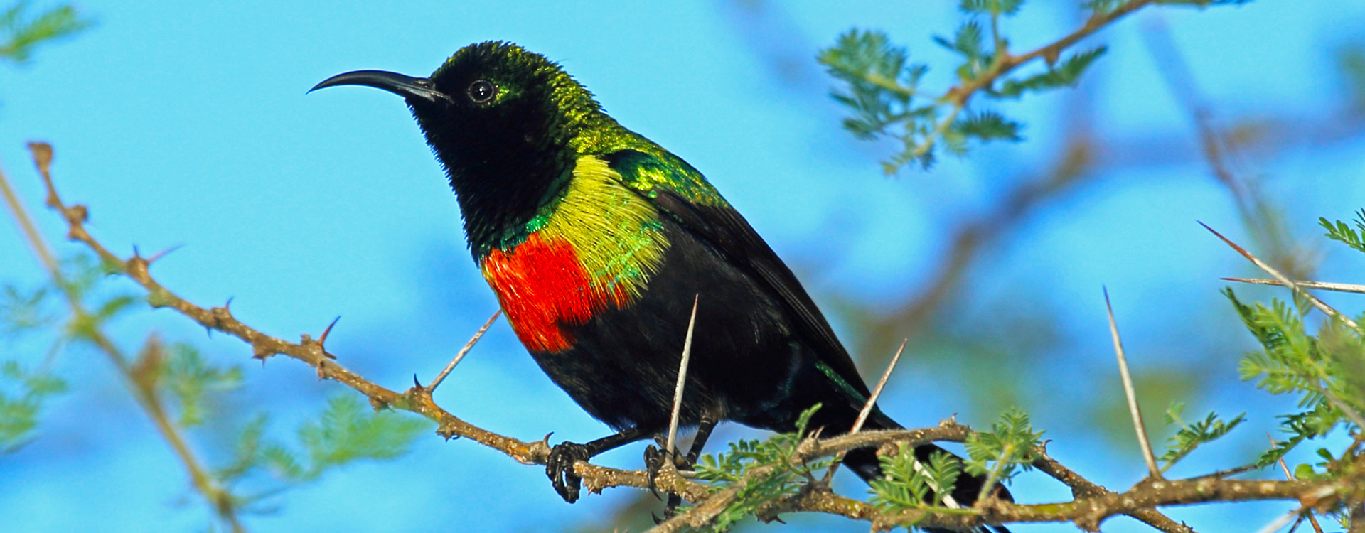 7 Days Tanzania Birding Safari