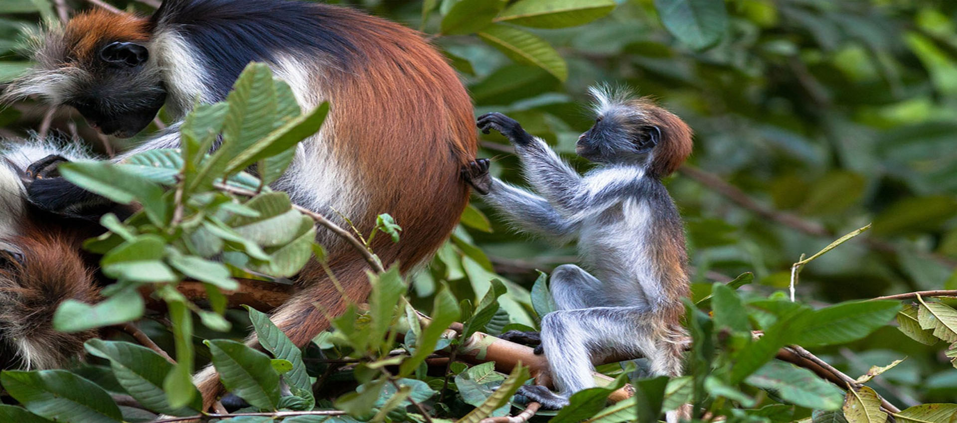 Zantrips and Tours Ltd