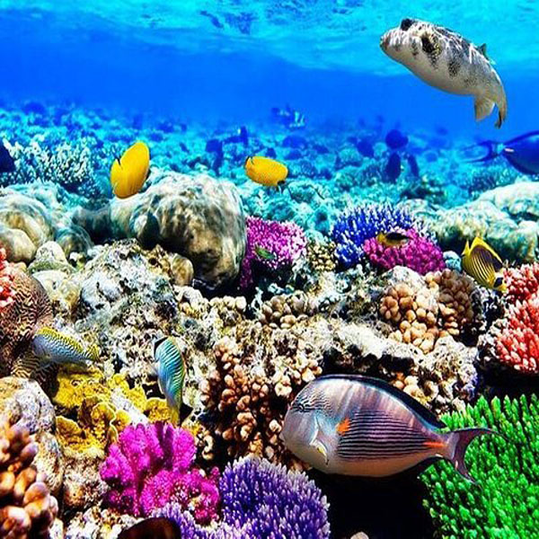 Mnemba Snorkelling Experience