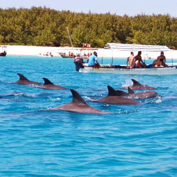 Mnemba Snorkelling Experience