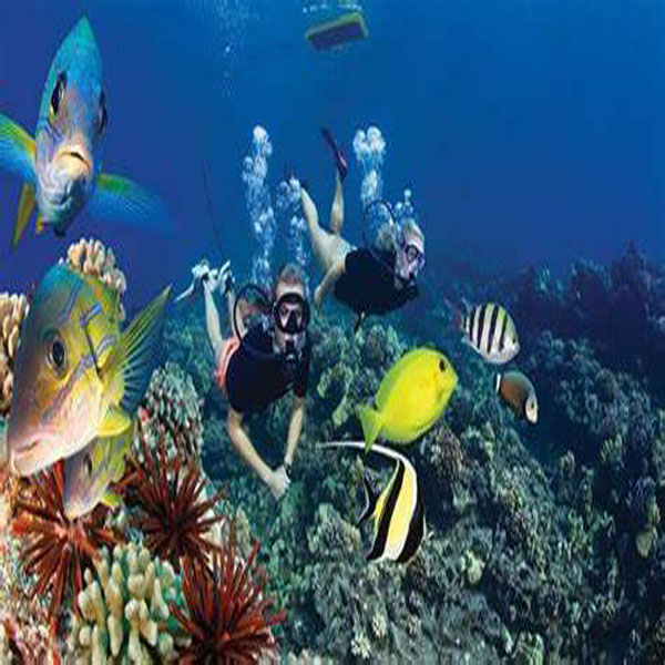 Mnemba Snorkelling Experience