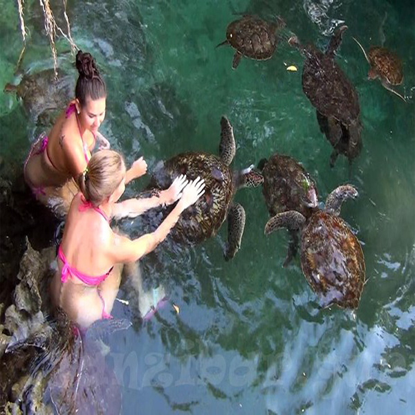 Mnemba Snorkelling Experience