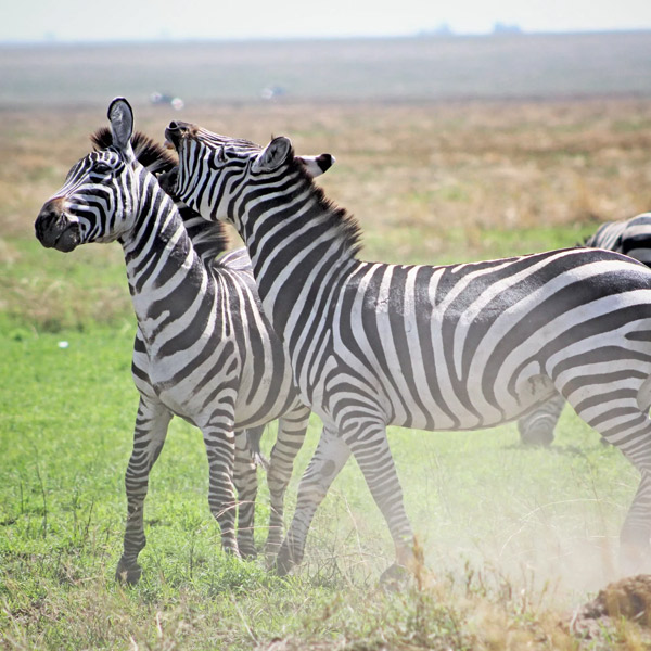 Lake Manyara Day Trip