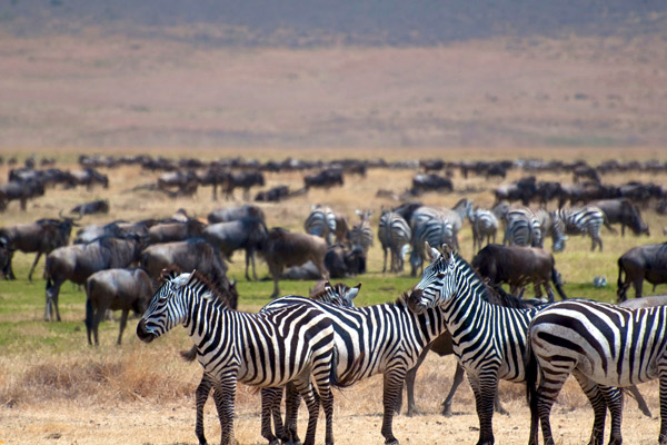 Best Time For Tanzania