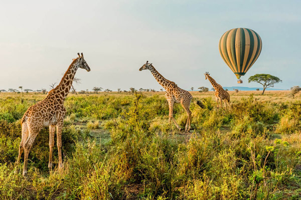 Tanzania Safari FAQs