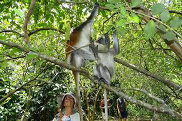 Pungume Sandbank Discovery