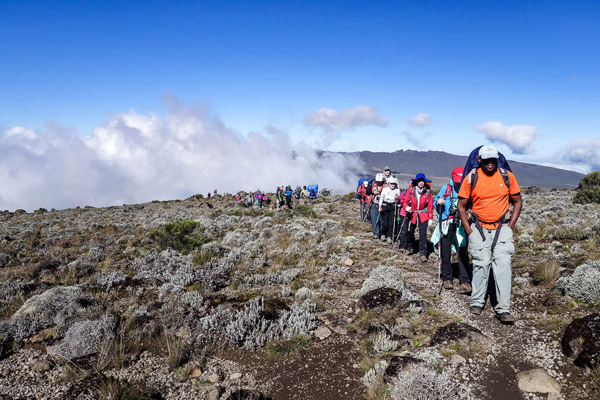 Kilimanjaro Guide