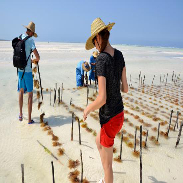 Kuza Cave and Sea weed Farming tours