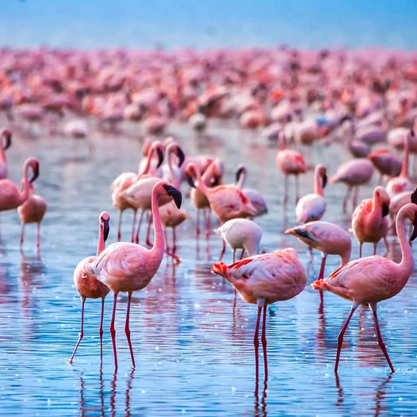 Lake Manyara National Park