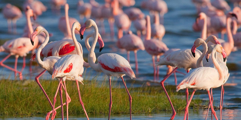 Lake Manyara Day Trip