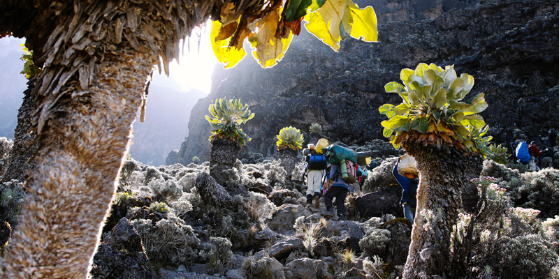 Millenium Camp - Mweka Gate