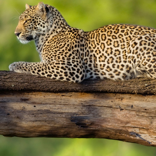 Mikumi National Park