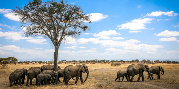 Safari Blue Sea adventure