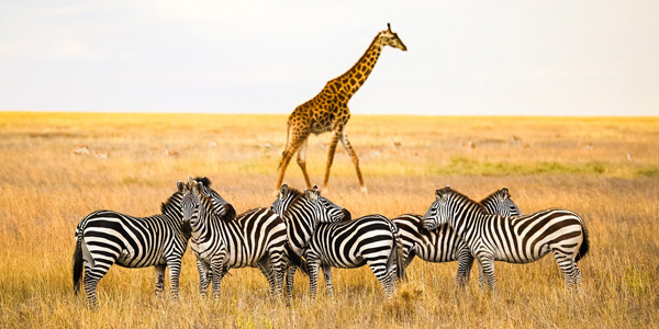 Serengeti National Park