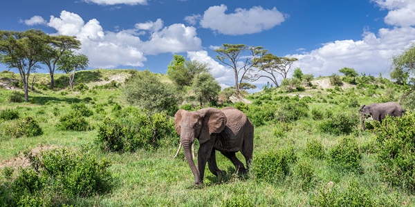 Tarangire National Park