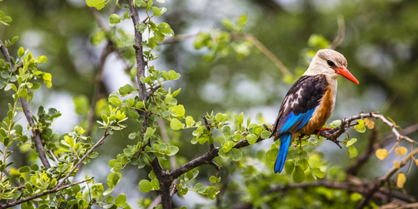 Lake Manyara National Park