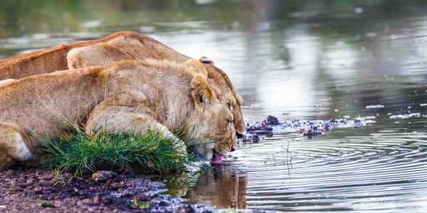 Ngorongoro Conservation Area