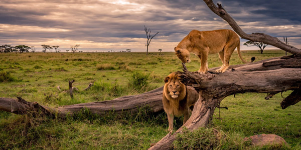 Mikumi National Park