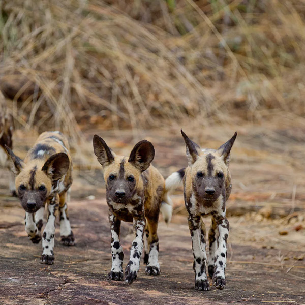 Ruaha National Park