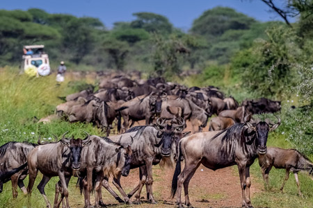 Wildebeest Migration Safari