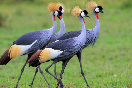 Tanzania Birding Safari