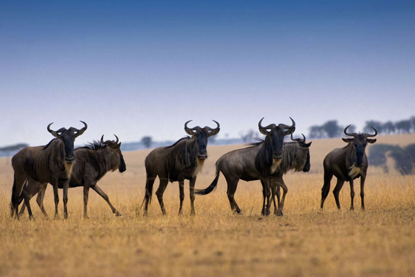 8 Days Wildebeest Migration Safari