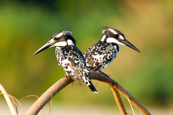 7 Days Tanzania Birding Safari