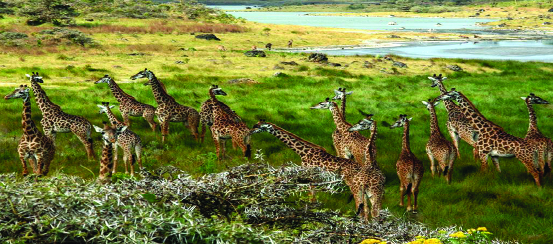 Zantrips and Tours Ltd