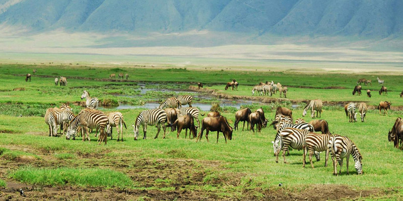 Ngorongoro Crater