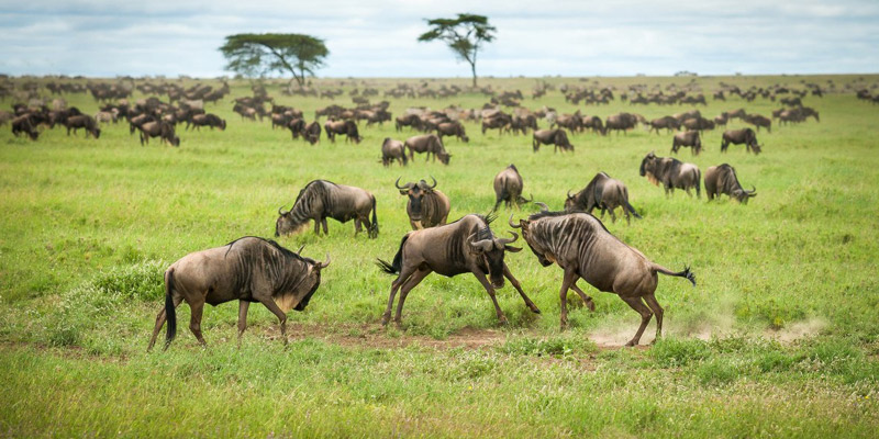 Serengeti Plains
