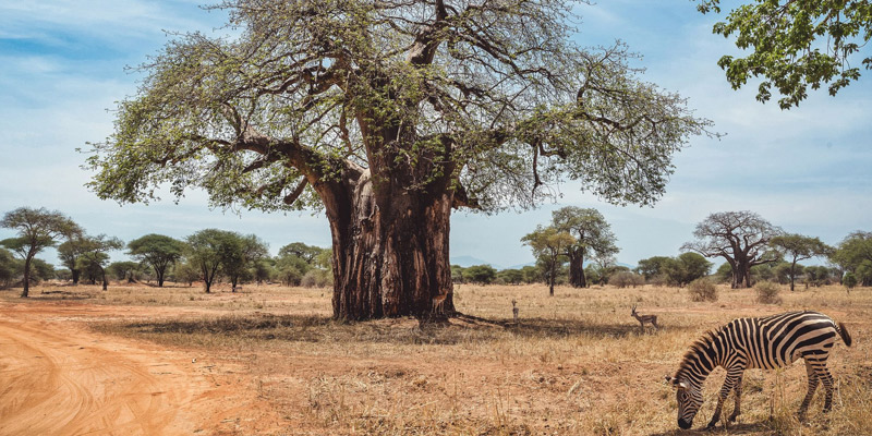 Arusha to Tarangire National Park