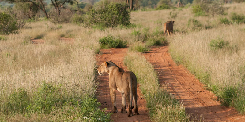 Full day at Serengeti National Park