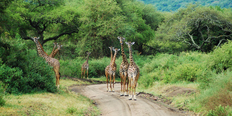 Arusha National Park