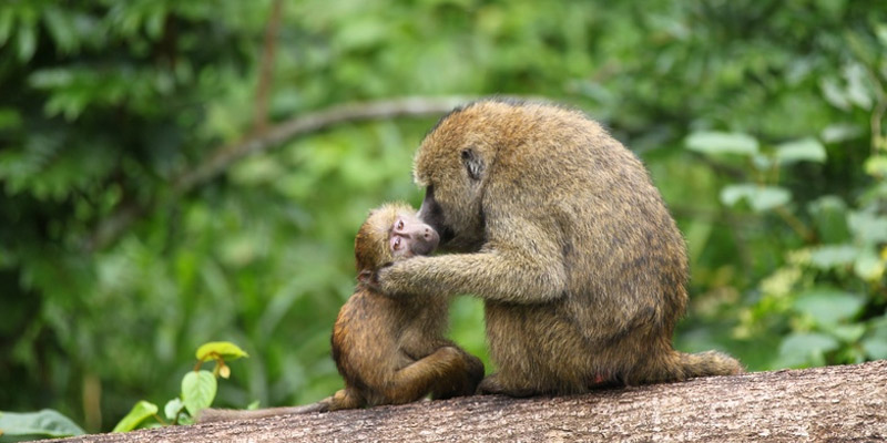 Arusha National Park