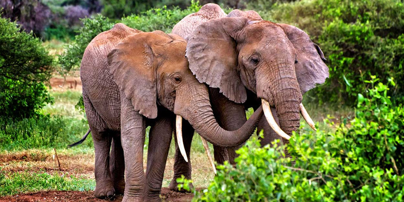 Tarangire National Park