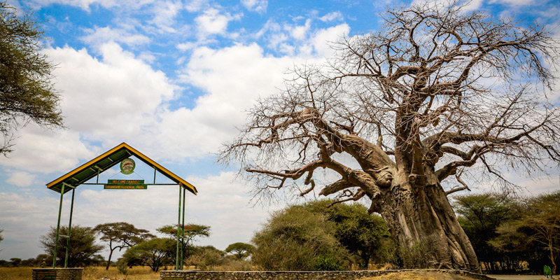 Arusha to Tarangire National Park
