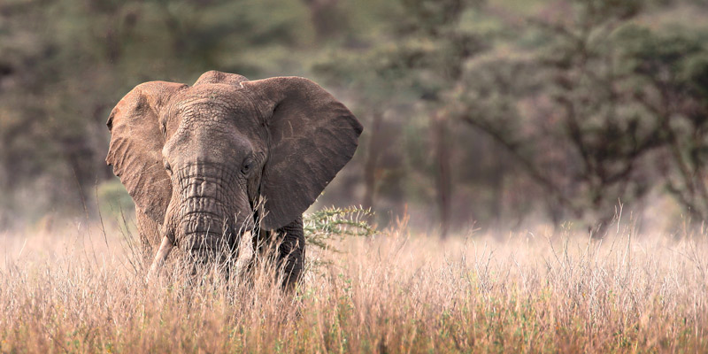 Tarangire National Park