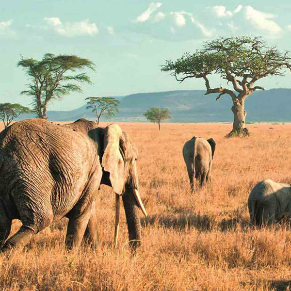 Tarangire National Park