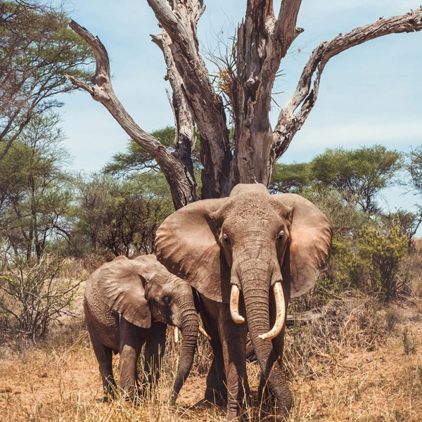 Tarangire National Park