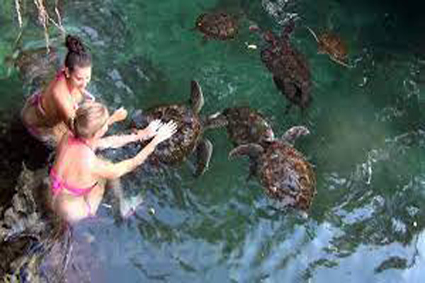 North Coast and Turtles Sanctuary Tour